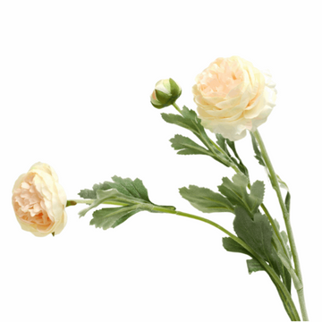 RANUNCULUS ASIATICUS