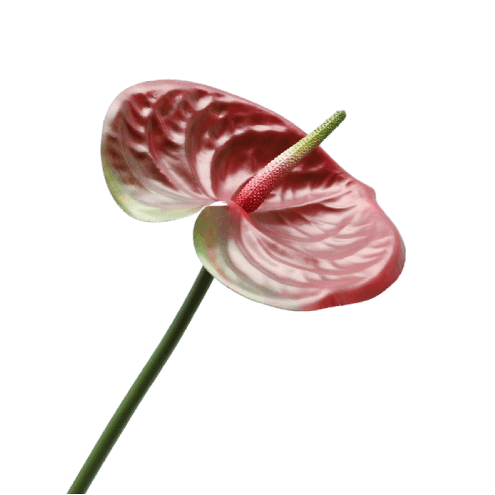 ANTHURIUM