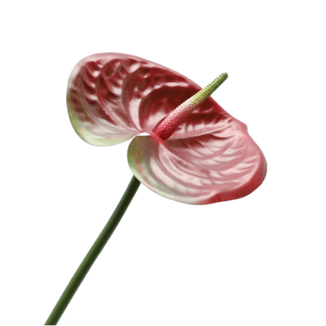 ANTHURIUM