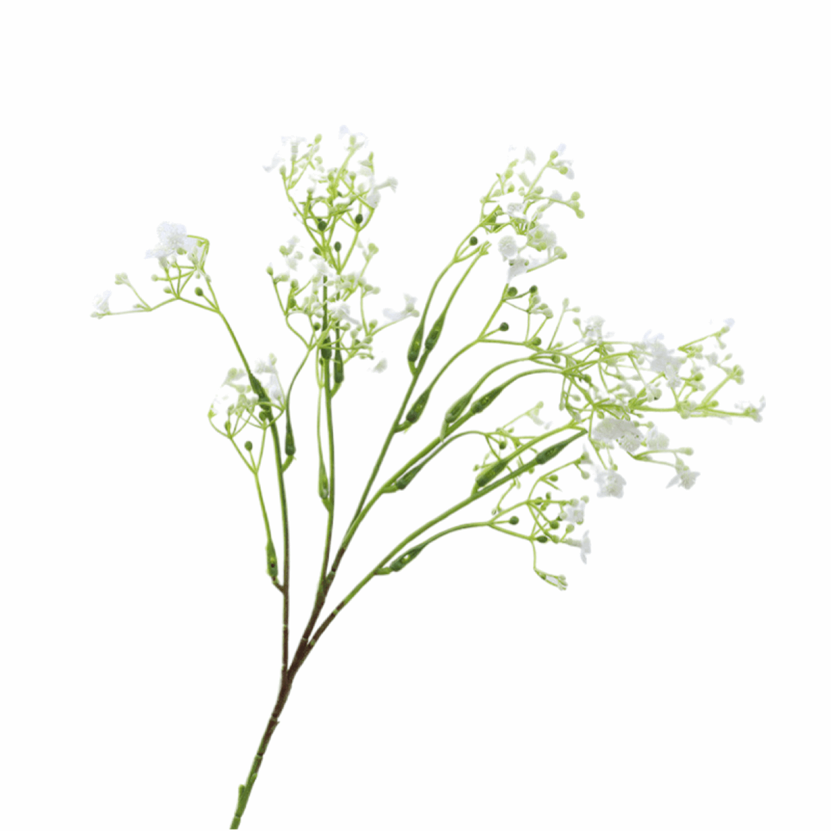 BABYSBREATH