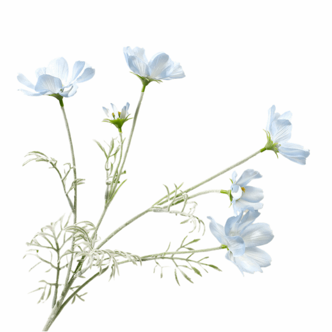 COSMOS BIPINNATUS