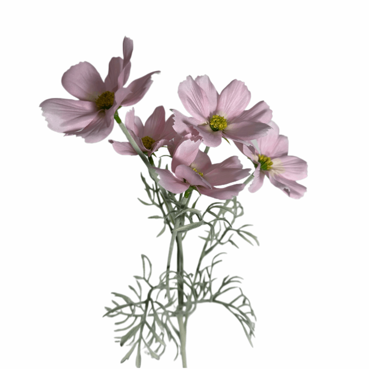 COSMOS BIPINNATUS