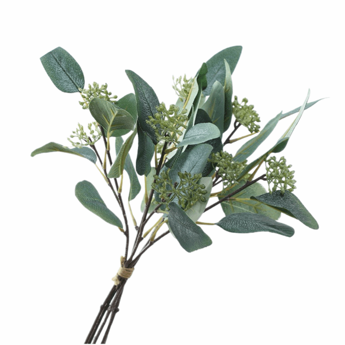 BUNDLE OF EUCALYPTUS WITH FRUIT CURVED LEAVES