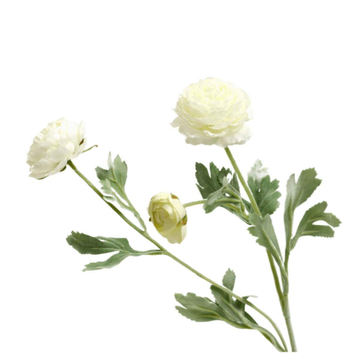 RANUNCULUS ASIATICUS