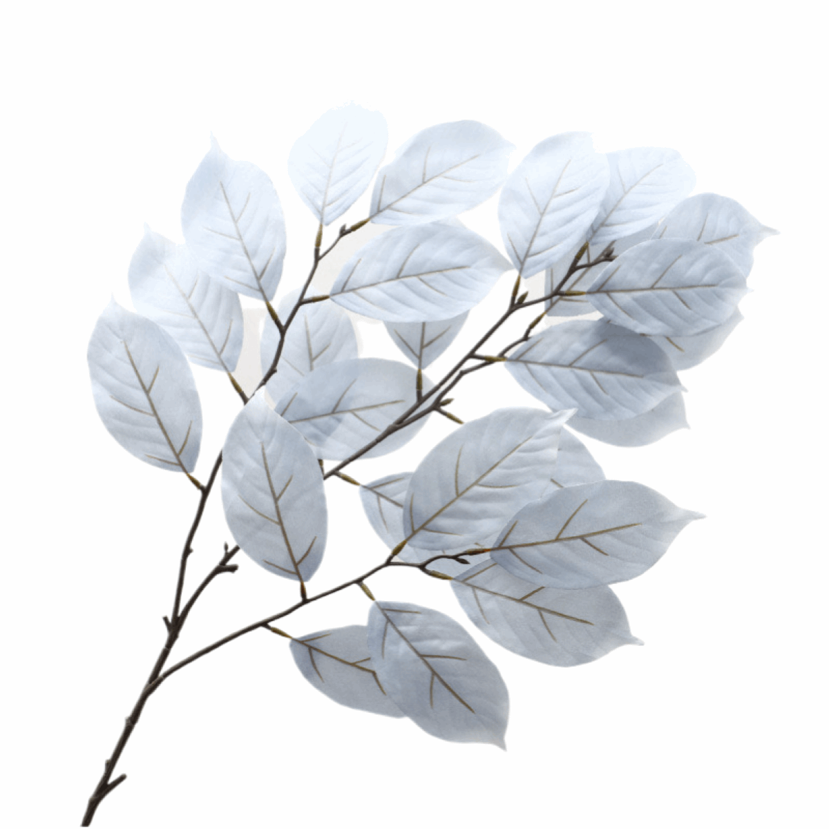 LARGE-BRANCHED CRAPE MYRTLE LEAVES