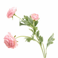 RANUNCULUS ASIATICUS