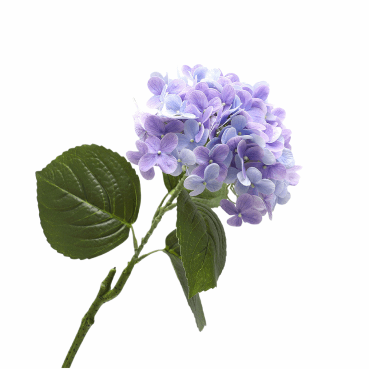 FRANCE HYDRANGEA