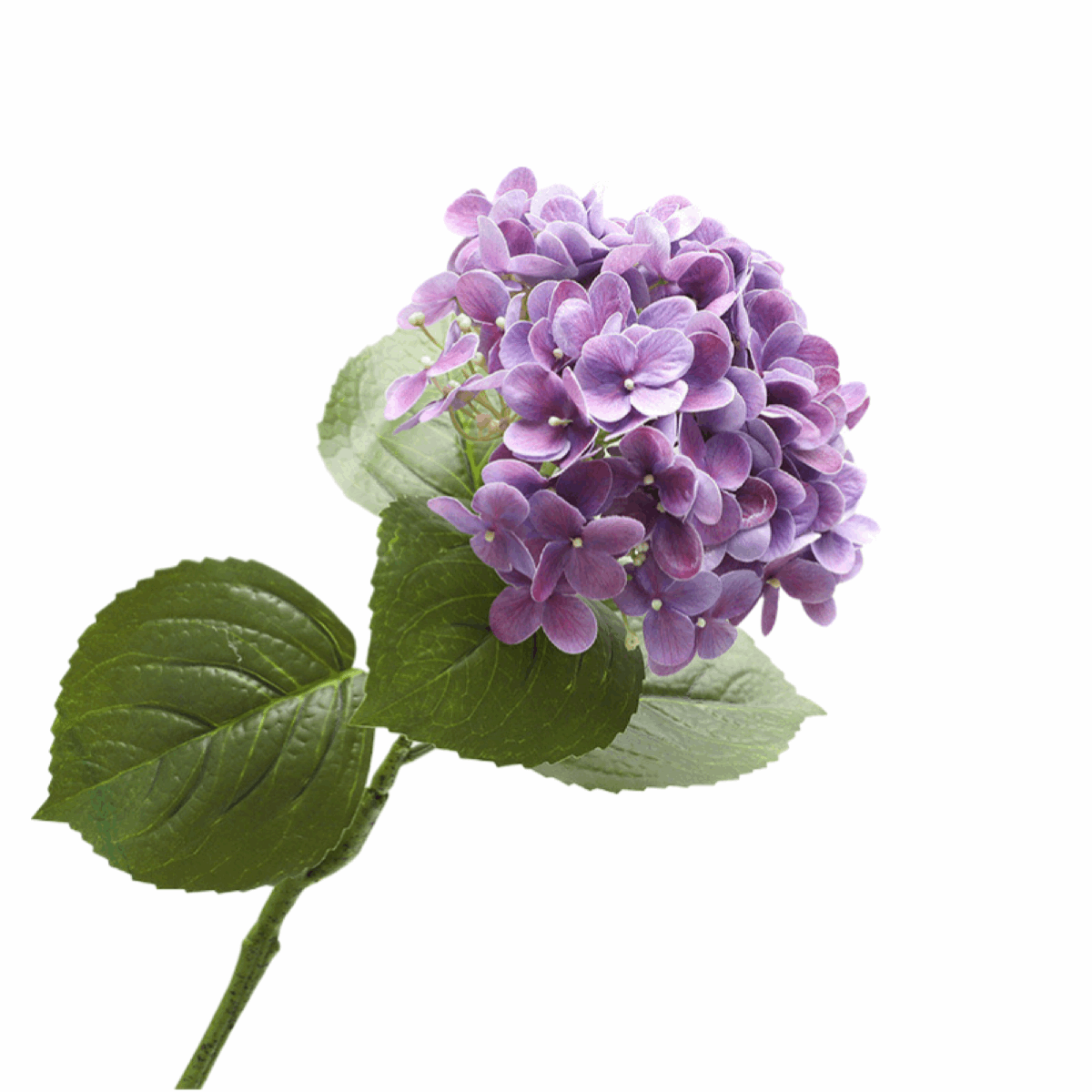 FRANCE HYDRANGEA