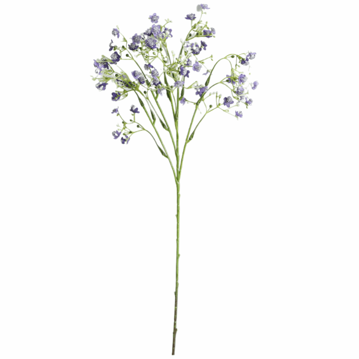 BABYSBREATH